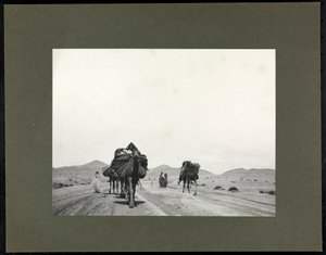 Kamelen op een onverharde weg, vermoedelijk in Noord-Afrika, 1899 door Byron Company
